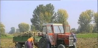 Производство на шекерна репа