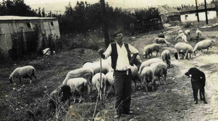 Тоде Атанасовски со своето стадо