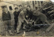 Гаурови колат свиња-1963