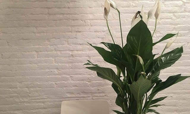 ВЕРУВАЊА ПОВРЗАНИ СО ЦВЕЌЕТО „ЖЕНСКА СРЕЌА“