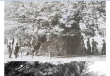 ЧИНАРОТ ВО ОХРИД