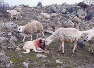 Шарпланинец