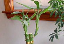 БАМБУСОТ -во народните верувања