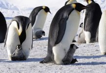 ЦАРСКИ  ПИНГВИН