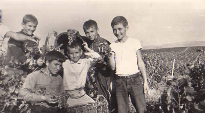 Ученици берачи на грозје