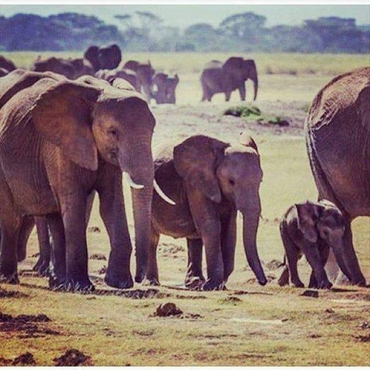 slonovite se sahranuvaat