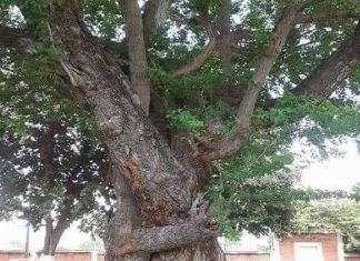 УЧЕНИКОТ И МУДРЕЦОТ