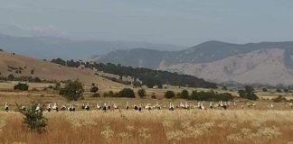 Од Св. Пантелејмо до Макавеите,штрковите се враќаат во топлиот југ